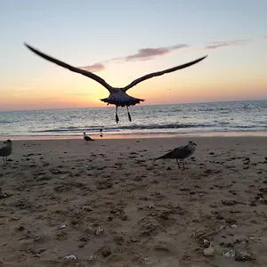 La Gaviota Apartamento